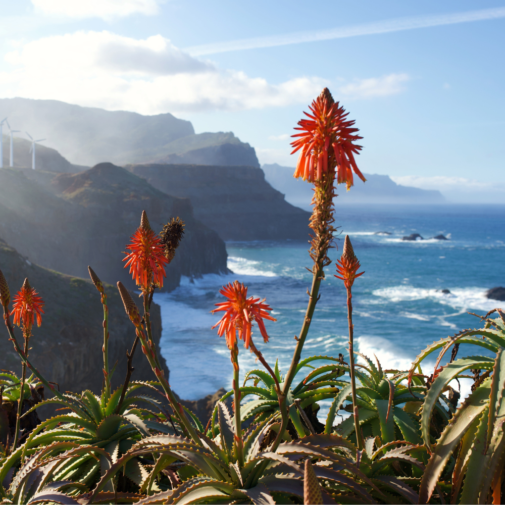 Madeira landscape photo 4